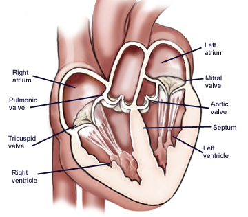 Atrioventricular and semilunar Valves of the Human Heart