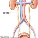 Kidney Functions are Part of Excretory System